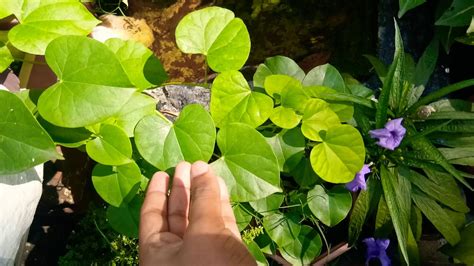 How To Grow And Care Of Giloy Tinospora Cordifolia And Its Medicinal