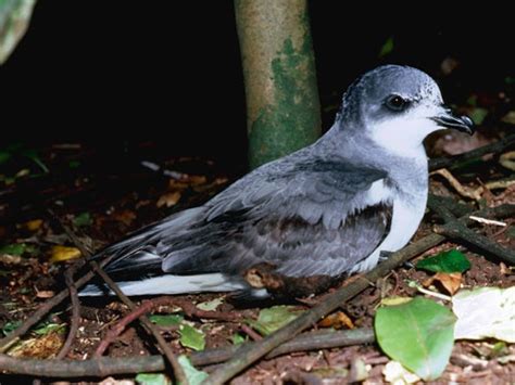 Chatham Petrel Pterodroma Axillaris Endangered Bird Species
