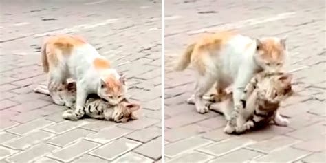 Across the desert this one took a while! Stray Cat Tries To Revive Dead Friend And Drags Lifeless ...
