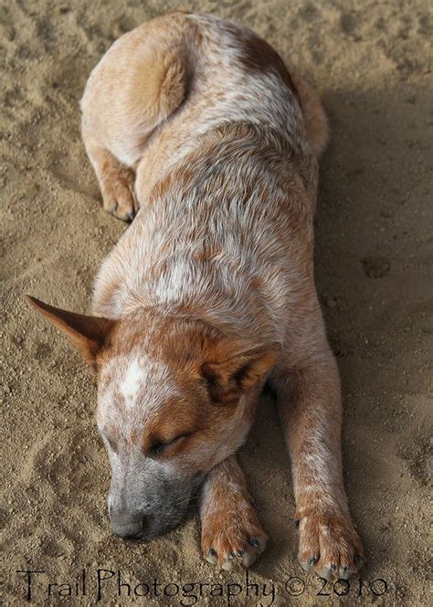 Red Heeler Cattle Dogs Rule Aussie Cattle Dog Cattle Dog