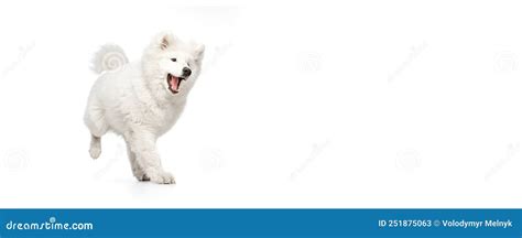 Portrait Of Breed Dog Fluffy Snow White Samoyed Husky Isolated On