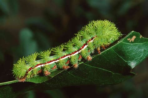 Of The Cutest Toxic Caterpillars