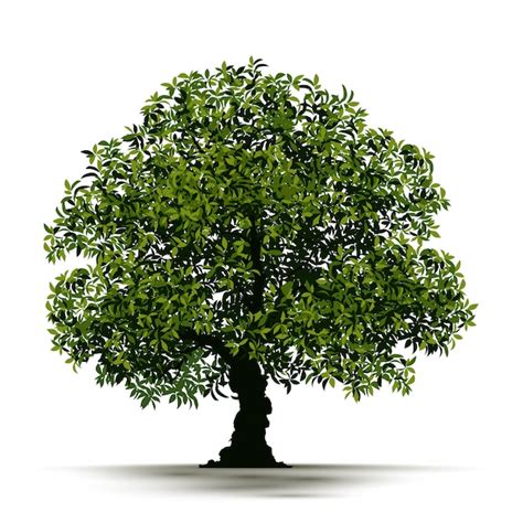 Premium Vector Illustration Realistic Tree Isolated