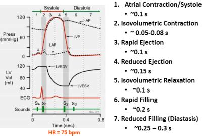 The cardiac cycle has 2 phases, systole and diastole, defined by depolarization and contraction vs repolarization and relaxation. 3. Cardiac cycle and valve function at Utah Valley ...