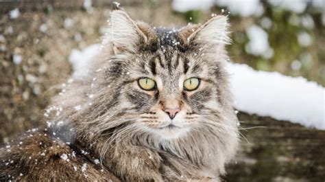 The norwegian forest cat is a sweet, loving cat. Norwegian Forest Cat Cat Breed Information, Traits ...