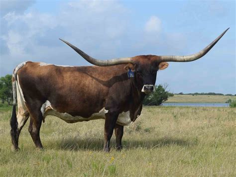 Rocking O Longhorns Texas Longhorn Cattle For Sale Austin Texas