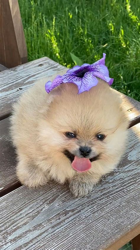 Cream Sable Pomeranian Puppy · Free Stock Video