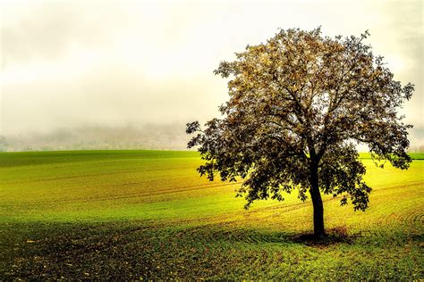 X Resolution Landscape Photography Of Tree On Grass Field Hd