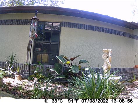 Brevard County 4-H Using Trail Cameras to Teach Wildlife ID - UF/IFAS