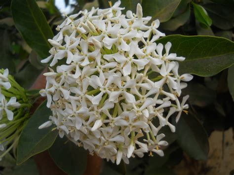 We did not find results for: File:Ixora-White flower in India.JPG