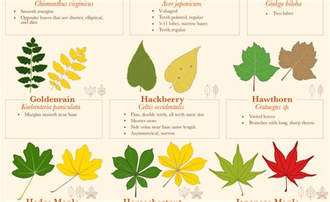 Fall Leaf Identification Guide Daily Infographic Otosection