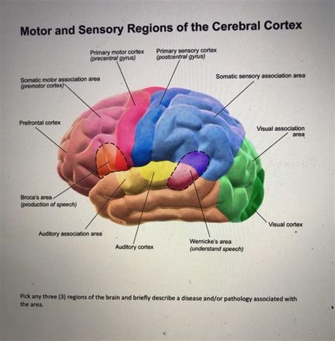 Solved Motor And Sensory Regions Of The Cerebral Cortex