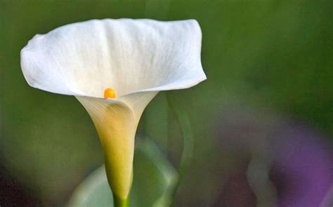 Calla Lily Vs Peace Lily All You Need To Know Petals And Hedges