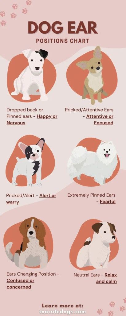 How Dogs Communicate With Their Ears With Chart