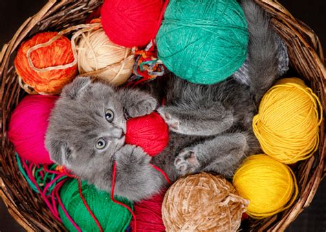 Kitten In A Basket On Balls Of Thread Jigsaw Puzzle In Handmade Puzzles