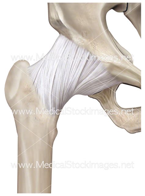 Hip Joint Articular Capsule Medical Stock Images Company