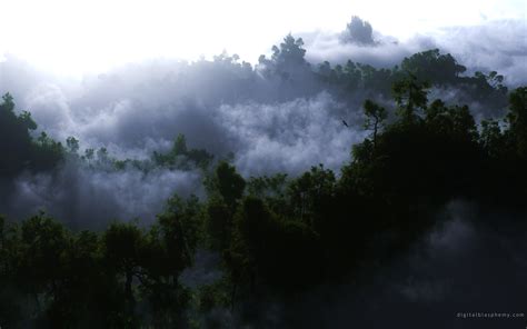 Clouds Forest Fog Woods 2560x1600 Wallpaper Nature Forests Hd Desktop