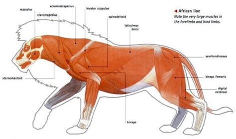 117 best images about Animal Anatomy and Physiology on Pinterest | Dog