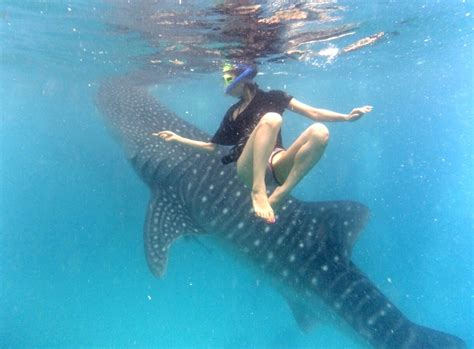 フィリピンでサメと泳ぐ！？セブ島の「オスロブ」でジンベエザメと触れ合おう！｜トリドリ