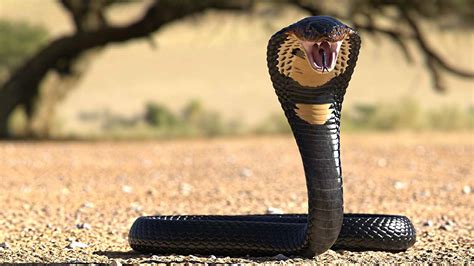 Scariest Snake In The World