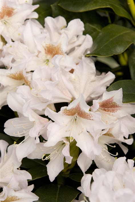 Cunningham White Rhododendron Rhododendron Cunningham Courville