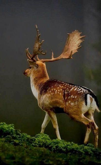 Fallow Deer Animal Information And Pictures Animals Fallow Deer