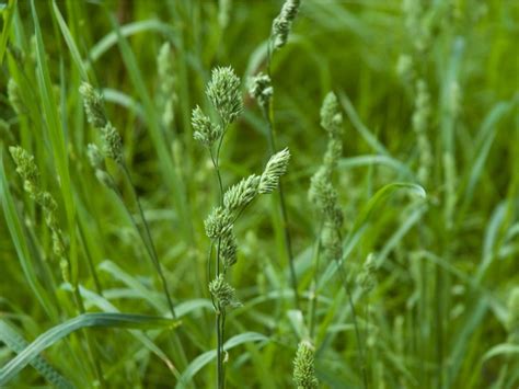 What Is Orchardgrass Learn About Orchardgrass Growing Conditions