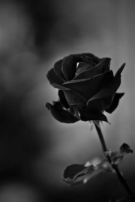 Pin By Carmen Lia On Black Roses Black Roses Wallpaper Black Rose