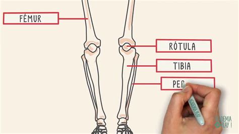 ¿cuántos Huesos Tiene El Cuerpo Humano ¿cómo Se Llaman Educación