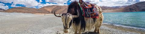 Luxury Ladakh Holidays Ladakh Packages Ladakh Tours 20232024