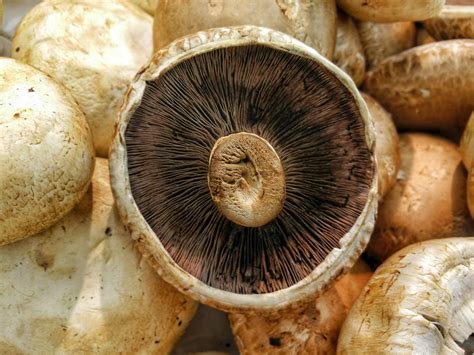 El Maravilloso Reino Fungi Y Los Beneficios De Comer Hongos