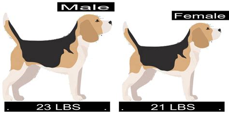 How Much Should Beagle Weigh Beagle Weight Calculator