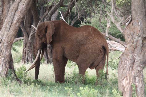 Elephants Are Pushing Down Trees Of Savanna Animals Of Taita Kenya