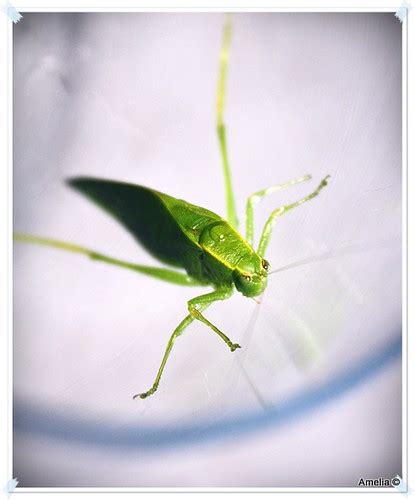 Green Leaf Like Bug Microcentrum Retinerve Ameliaphotoame© Flickr