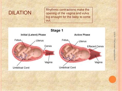 The Human Reproduction Sound