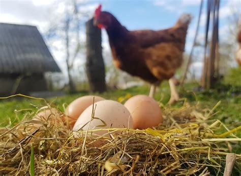 How Long Do Fresh Eggs Last The Complete Guide Chickens And More