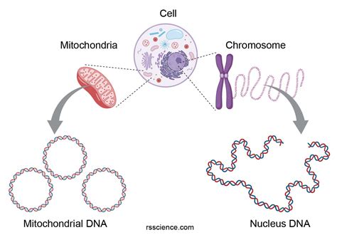 mitochondria the powerhouses of the cell definition structure function and biology rs