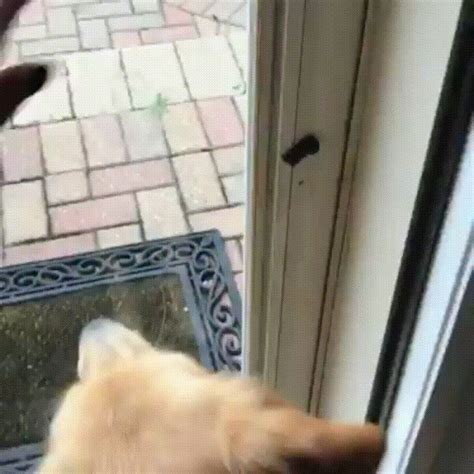 Dog Runs To Get A Treat From Ups Driver