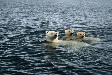 Melting Arctic Ice Is Forcing Polar Bears To Swim For More Than A Week