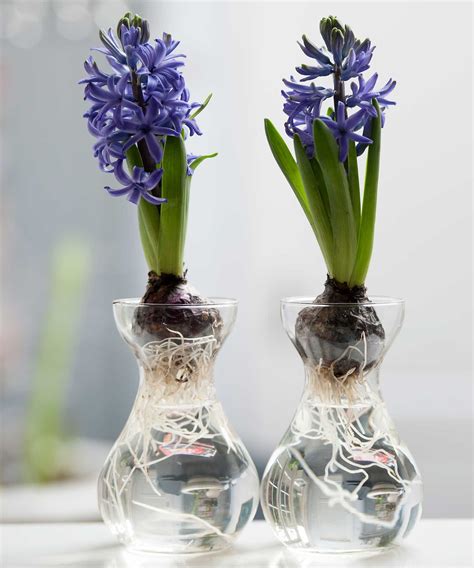 How And When To Plant Hyacinth Bulbs Easy Tips For A Gorgeous Spring