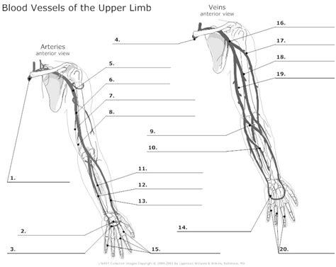 These veins provide superficial venous return. 9 Best Images of Blood Vessels Worksheet - Blood Pressure Worksheet, Blood Vessel Anatomy Upper ...