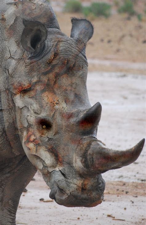 Zombie Squiggs: Zombie animals part 3 - Zombie Rhino