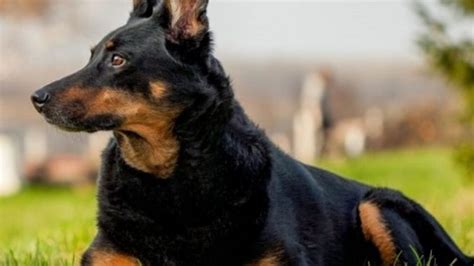 German Shepherd Doberman Mix Origin Traits Health And Diet Tips