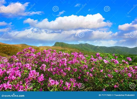 Beautiful Landscape Of Pink Rhododendron Flowers And Blue Sky In The