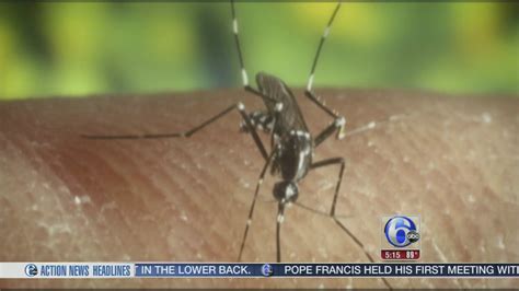 What Is Chikungunya 6abc Philadelphia