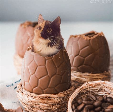 10 Hilarious Photos Of Cats Photoshopped In Food