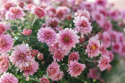 Hardy Chrysanthemums Garden Mums Plant Care And Growing Guide