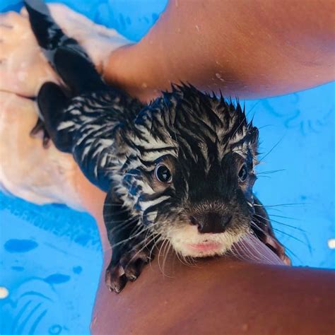 Adults Can Swim With Tiny Otters At This Animal Preserve