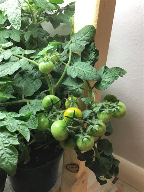 How To Grow Tomatoes Indoors Learn With Emily