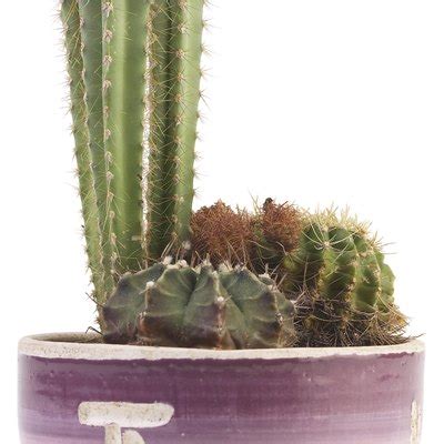 They can be left outdoors or indoors, with plenty of light. Growing Cactus | Hunker